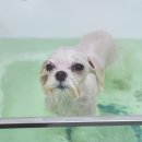 돋보이 개 이미지