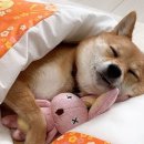 분홍강아지 이미지