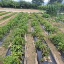 옹심이팥죽 이미지