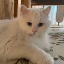 모두애동물병원 이미지