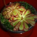 비너스타 이미지