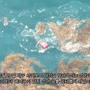 [현장 영상] 위태로운 삶, 제주 남방큰돌고래 이미지