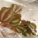 비바리움매니아 이미지