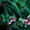 완도 예송리 상록수림 이미지