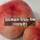 청도군-14 | 지상농원 복숭아 청도복숭아 백도 딱딱이 딱복 내돈내산 후기