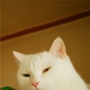 고양이의 하루 이미지