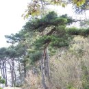임청예 | 오인교의 전라도누정기행-순천 매곡당(梅谷堂)-3