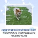 함께할 개 이미지