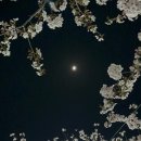 여좌천 | [2026 진해 군항제] 벚꽃 명소 여좌천 실시간 후기 (+주차 꿀팁 총정리)