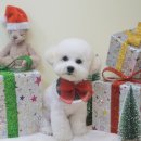 로로앤독 이미지