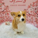 이로애견미용실 이미지