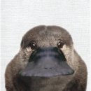 포다스