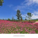 플라워21 이미지