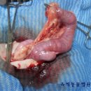 유석동물병원 네이버블로그