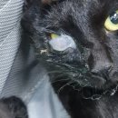 해뜨는 동물병원 이미지