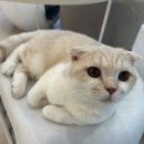 701아를고양이카페(cat in the art)