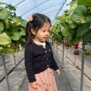 한사랑 딸기농장[송촌-1] | 이이랑 서울 근교 딸기체험하기 (딸기체험 성수기, 장소 선정 이유, 체험비)