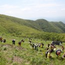 영양 산나물축제 2018 이미지