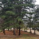 쌍학리 효열각 이미지