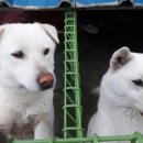 선형상사 이미지