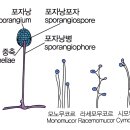 곰팡이의 분류 - 접합균류 이미지