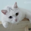 우다닥고양이호텔 이미지