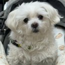 조규만외과동물병원 이미지