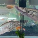 로얄수족관 이미지