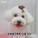 벨르시앙 | 창원애견목욕 미용 잘하는곳 벨르시앙 창원점 후기