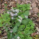 적성 설마천로 단풍나무길 | 감악산 하산길~ 까치봉 운계폭포 출렁다리