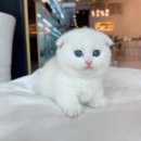 천안고양이 분양 퍼스트캣 본점 이미지