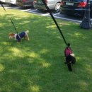 엘레강스펫샵 이미지