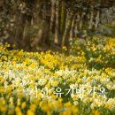 멋내는 애견 | 서산 유기방가옥 수선화 실시간 개화 상태 주차 입장료 꿀팁