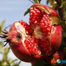 곡강농장 이미지