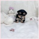 강아지분양 애견분양 퍼피플라워 중랑점 | 인천강아지분양 말티즈