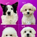 도기크루 이미지