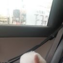 메씨엘리 네이버블로그