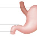 위 의 구조 및 기능 , 관련질환 이미지