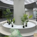 대부도서관 | 대구플랜테리어 작업 현장 후기 | 대부광역시립동부서관 | 싱그럽대그대 플라워샵 플랜테리어 알바