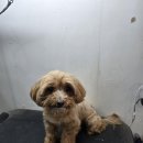 주견야DOG 이미지