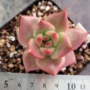 쁘띠베라 이미지