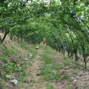 배꼽농원 이미지