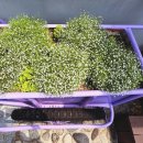 강릉게스트하우스봄날에강릉 이미지