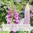 강동꽃농원 이미지