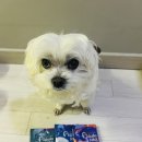 맥스 소프트 | 페슬러 비갈로 맥스 소프트 사료 솔직후기｜기호성 좋은 기능성 사료 (피부·관절·눈건강)