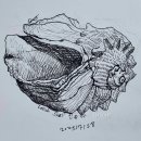 펜화 Conch Shell ^^♡ ㅡ 신유라 이미지