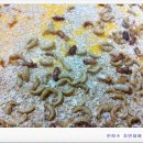 최영숙농장 이미지