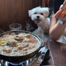 간바레미나상 | 홍대 애견동반 이자카야 실내 강아지 동반 식당 간바레미나상