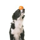 말티와푸들이사는집 | 광주강아지분양 도그마루에서 준비한 입양 과정 후기