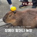 제일농장 | 대만 근교 이란여행 카피바라보러 간 장메이 할머니 농장(張美阿嬤農場) 후기